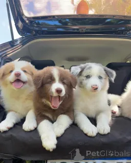 Фото №1. бордер-колли - купить в Берлине за договорная. Объявление №159497