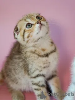 Фото №2 к объявлению №161687 о продаже  - купить в США 