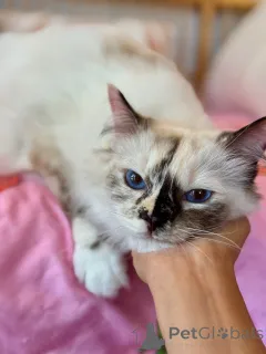 Фото №1. рэгдолл - купить в Быки за договорная. Объявление №155569