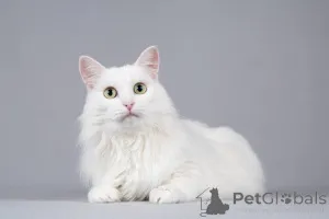 Фото №4. Продам турецкую ангору в Химках из приюта - цена договорная