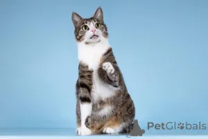 Фото №4. Продам  в Химках из приюта - цена Бесплатно