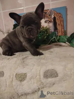 Дополнительные фото: Французский бульдог