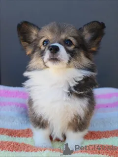 Фото №4. Продажа вельш-корги в Карлсруэ заводчик - цена договорная