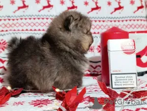 Фото №3. Померанский шпиц, щенки девочки.  Сербия