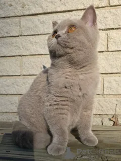 Фото №1. британская короткошёрстная - купить в Берлине за договорная. Объявление №167778
