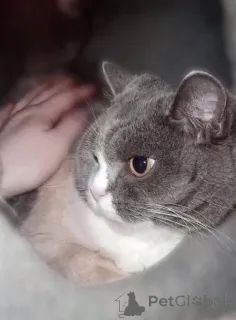 Дополнительные фото: Фенюша, 4 года круглолицая леди с янтарными глазами.