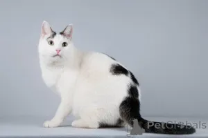 Дополнительные фото: Котейка Андрейка ищет доброе сердце.