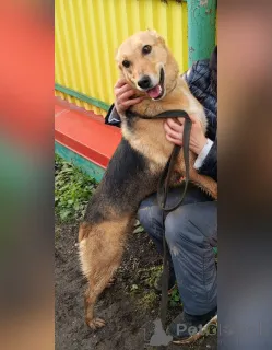 Дополнительные фото: Добрая, ласковая, жизнерадостная собака Ласка ищет дом!