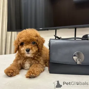 Фото №4. Продажа мальтипу в Bilefeld заводчик - цена 259748₽