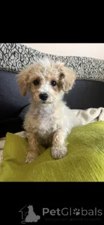 Дополнительные фото: Усыновление Мальтипу (мальтийский бишон; пудель)