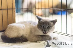 Фото №2 к объявлению №159059 о продаже  - купить в России из приюта