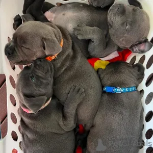 Фото №2 к объявлению №163891 о продаже стаффордширского бультерьера - купить в Франции частное объявление, заводчик