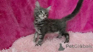 Фото №2 к объявлению №153886 о продаже мейн-кун - купить в Бельгии частное объявление