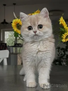 Фото №1. шиншилла кошка - купить в Бремен за договорная. Объявление №159475