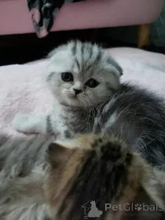 Фото №1.  - купить в Brasschaat за договорная. Объявление №161688