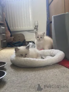 Фото №1. рэгдолл - купить в Антверпен за Бесплатно. Объявление №153884