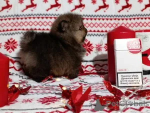 Фото №4. Продажа померанского шпица в Kragujevac  - цена договорная