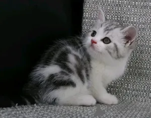 Фото №1.  - купить в Buggenhout за Бесплатно. Объявление №161746