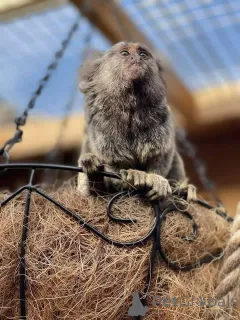 Фото №3. Доступны для усыновления самец и самка игрунки. Доставка по всему миру.  Германия