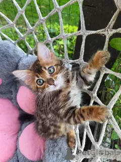 Фото №2 к объявлению №158797 о продаже бенгальская - купить в Германии заводчик