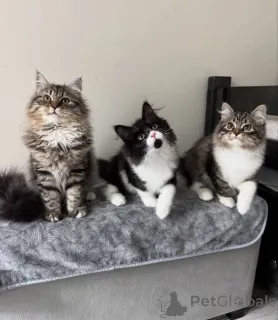 Фото №2. Товары для животных в Германии. Цена договорная. Объявление №157490