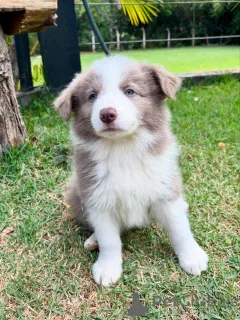 Фото №1. бордер-колли - купить в Мюнхене за договорная. Объявление №159498