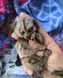 Дополнительные фото: Моя милая маленькая игрунка готова к переезду и усыновлению. Она очаровательна,