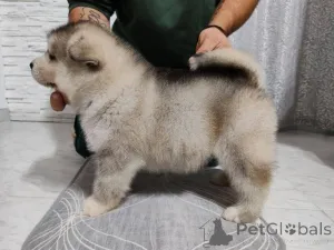 Дополнительные фото: Щенки аляскинского маламута