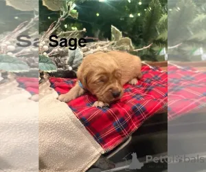 Фото №2 к объявлению №161051 о продаже кинг-чарльз-спаниеля, чесапик-бей-ретривера, золотистого ретривера - купить в Австралии заводчик