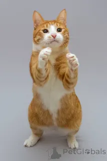 Фото №4. Продам  в Химках из приюта - цена Бесплатно