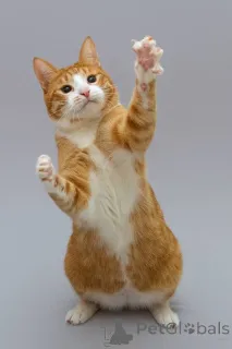 Фото №3. Кот Гарик ищет доброе сердце.. Россия