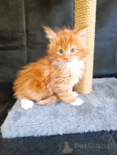 Фото №3. котенок Мальчик Мейн-кун. Россия