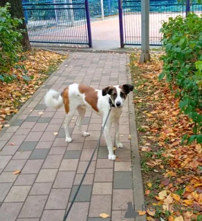 Дополнительные фото: Познакомьтесь с невероятно спокойным и умным Арни!