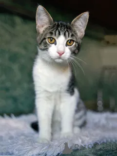 Дополнительные фото: Трогательный, нежный котенок-подросток Месси ищет дом