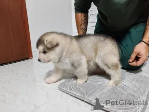 Дополнительные фото: Щенки аляскинского маламута