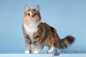 Фото №2 к объявлению №157015 о продаже  - купить в России частное объявление