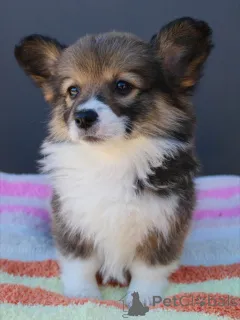 Фото №3. Щенки корги дружелюбны, умны и готовы к семейной жизни.  Германия