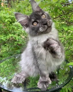 Фото №2 к объявлению №156245 о продаже мейн-кун - купить в Люксембурге частное объявление