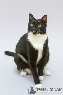 Фото №3. Кот Антошка ищет свою семью.. Россия