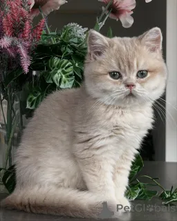 Дополнительные фото: От мерцающей шерсти до нежной природы у котят шиншиллы есть все