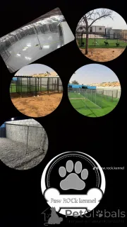 Фото №3. Собака охраняет в Объединенных Арабских Эмиратах