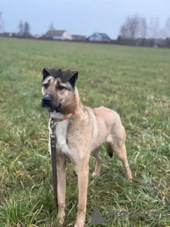 Фото №2 к объявлению №161044 о продаже беспородную - купить в России частное объявление