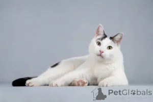 Дополнительные фото: Котейка Андрейка ищет доброе сердце.