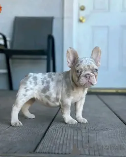 Дополнительные фото: бесплатный французский бульдог на усыновление, если вы заинтересованы,