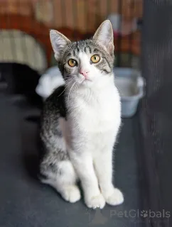 Фото №2 к объявлению №164560 о продаже  - купить в России частное объявление