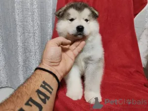 Дополнительные фото: Щенки аляскинского маламута