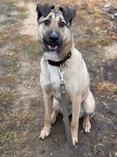 Фото №3. Ищем любящий дом для Бури..  Россия