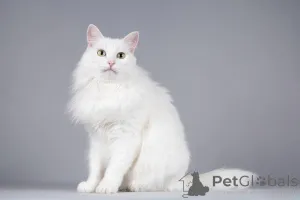 Фото №3. Котик Тимоша ищет доброе сердце.. Россия