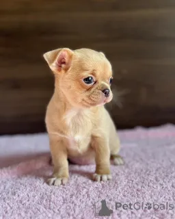 Фото №3. Джулианна Чихуахуа щенки в Австралии