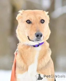 Фото №2 к объявлению №164558 о продаже беспородную - купить в России частное объявление